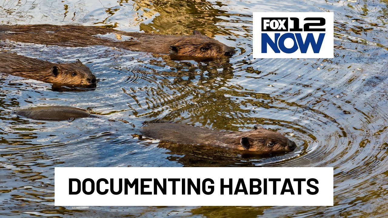 Monitoring beaver habitats in Oregon