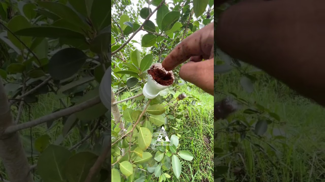 Trying Air Layering Technique with Used Plastic Bottles: Simple and easy. 