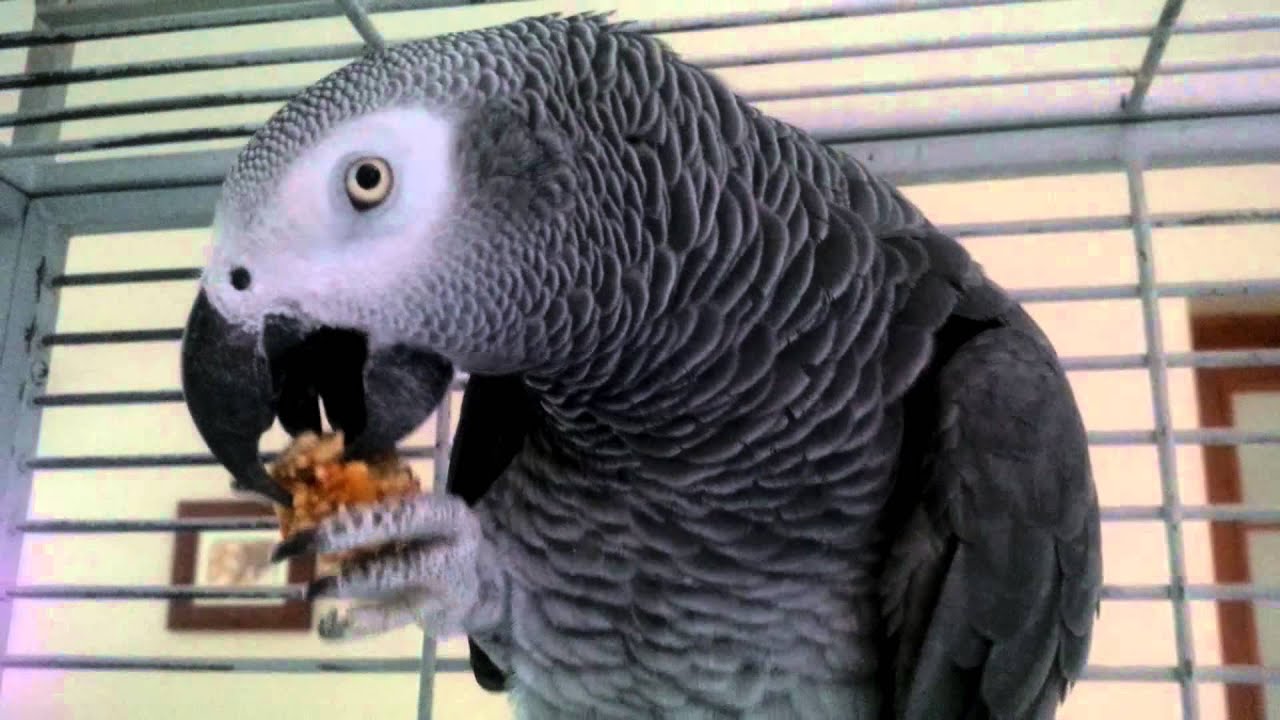 African Grey Parrot enjoys treat!