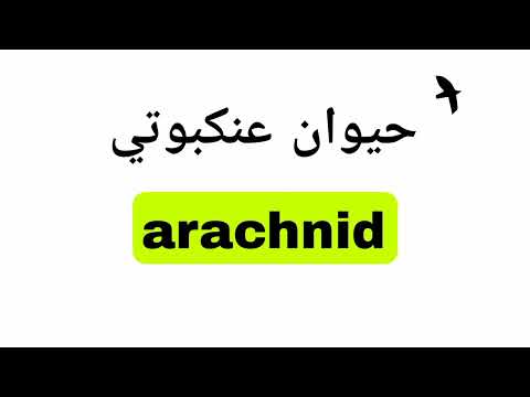 نطق كلمة حيوان عنكبوتي  باللغة الانجليزية