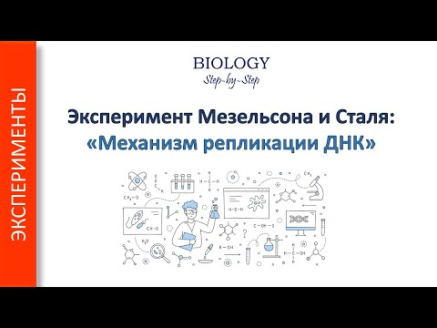 Эксперимент Мезельсона и Сталя: «Механизм репликации ДНК» + ЗАДАЧА