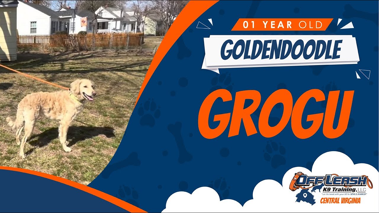 Grogu (1 year old Goldendoodle) YouTube