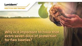 Lumiderm™, Extra 7 days protection for flea beetles | Corteva Agriscience Canada