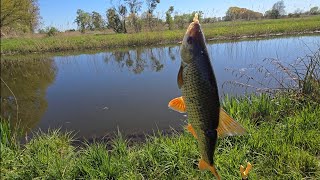 Karpfen angeln am Kanal mit vorfüttern und Friedfisch angeln #fishing #carpfishing 