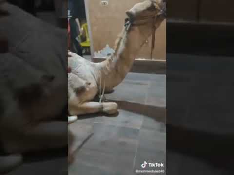 ذبح الجمل فى عيد الأضحى 2024