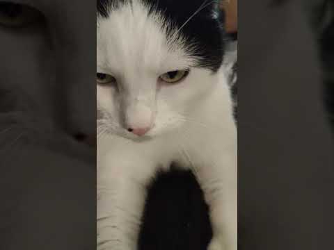 Cat Enjoys Kneading
