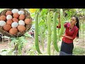 Fresh sponge gourd in my homeland - Heathy vegetable