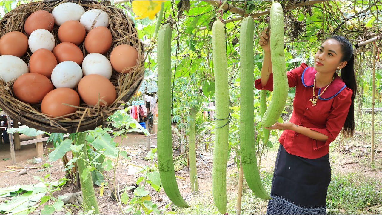 Fresh sponge gourd in my homeland - Heathy vegetable
