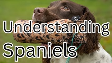 How to Train a Springer Spaniel and Have Fun Along The Way!