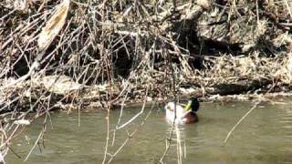 Mallards Nesting 1