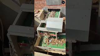 Así funciona la granja de cabras más limpia del mundo