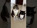 Uni… what did you just say? #catsofyoutube #uni