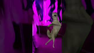 Typical Russian Party