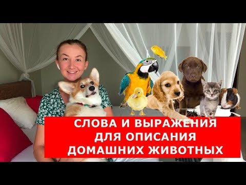 Слова и выражения для описания домашних животных. Английский для начинающих