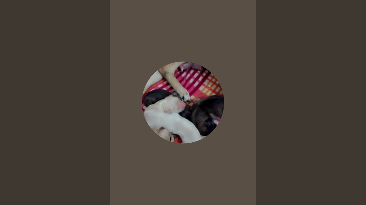 Neelam Pandey-q9m is live!