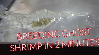 BREEDING GHOST SHRIMP IN 2 MINUTES