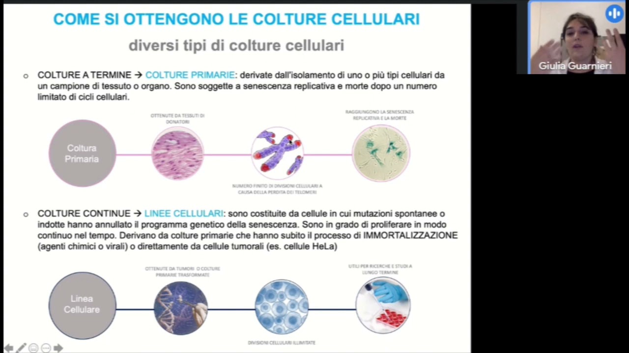 DALLE COLTURE CELLULARI AGLI ORGANI IN VITRO