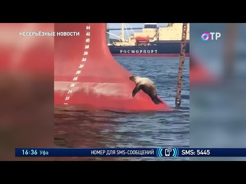 В Колумбии собака стала курьером. Детеныши карликовой мары и загорающий тюлень. Несерьёзные новости