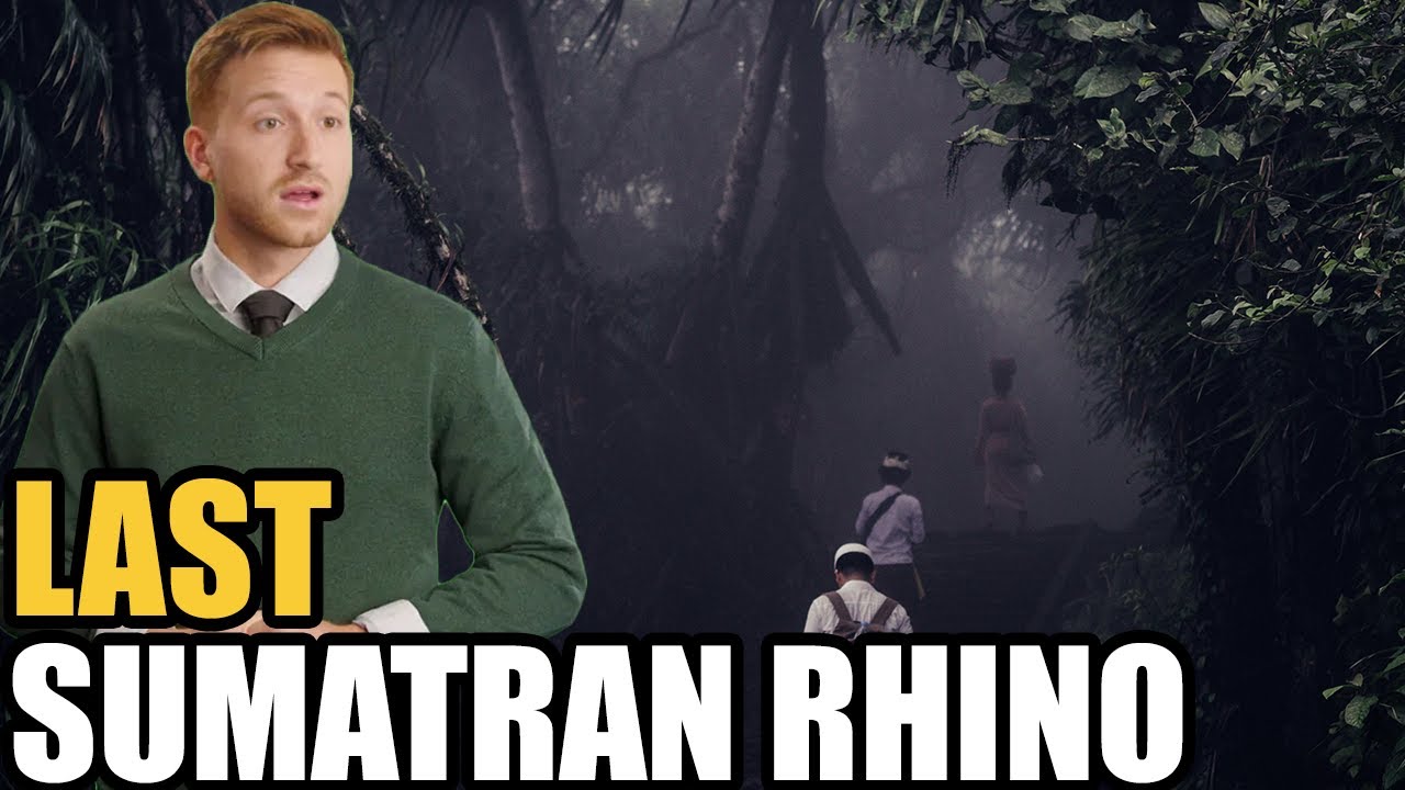 Last Sumatran Rhino Alive? Inside the Race to Save a Species