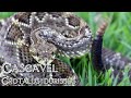 Cascavel - Crotalus durissus