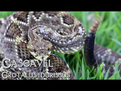 Vídeo: A Crotapotina Do Crotalus Durissus Terrificus Exibe Naturalmente Posições Preferidas Para Substituições De Aminoácidos