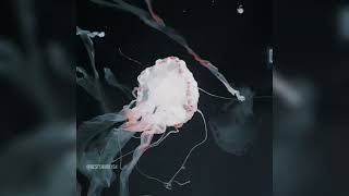 Binary Data Slowed Reverb - HDN