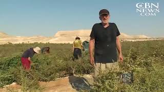 Exclusive Balm Of Gilead And The Future Third Temple Profile