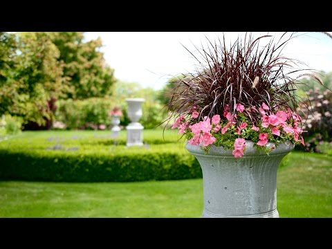 Wideo: Rośliny, które mogą rosnąć w urnach – informacje o sadzeniu urny w ogrodzie