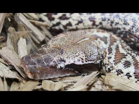 Lyly Batrix Blood Python Closeup