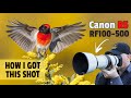 How I Used SETUPS to Capture STUNNING Shots Using the Canon R5 & RF100-500