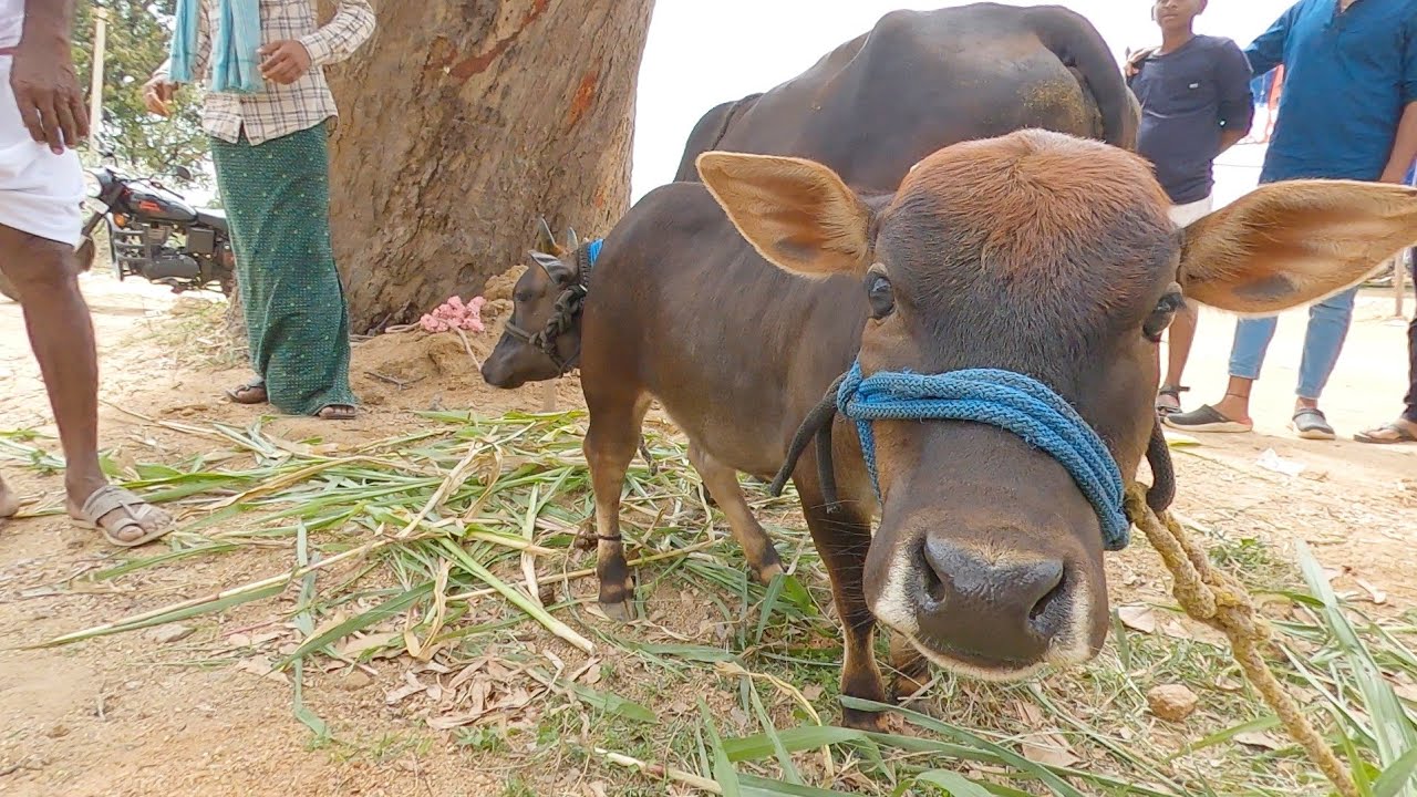 Malnad gidda cow with Punganuru breed calf