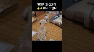 진짜 너무하네...   #강아지#puppy #cutedog #꾸미 #dog