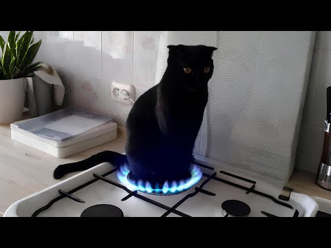 When your cat has EXTREMELY STRANGE hobbies 😂