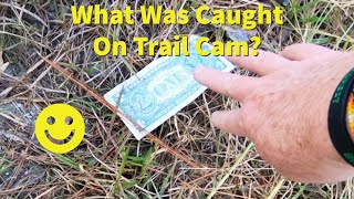 Caught On Trail Camera In Green Swamp Alone! With Bigfoot Adventures!