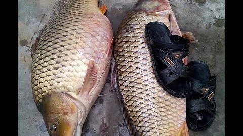 Cận Cảnh Cá Chép Khủng Nhất Việt Nam||Lê Trung Vĩnh Official