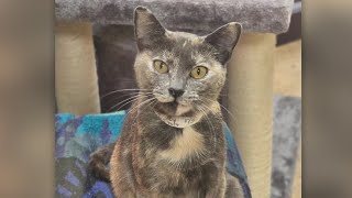 Second Chance Pets: Sweet, wide-eyed cat Melena