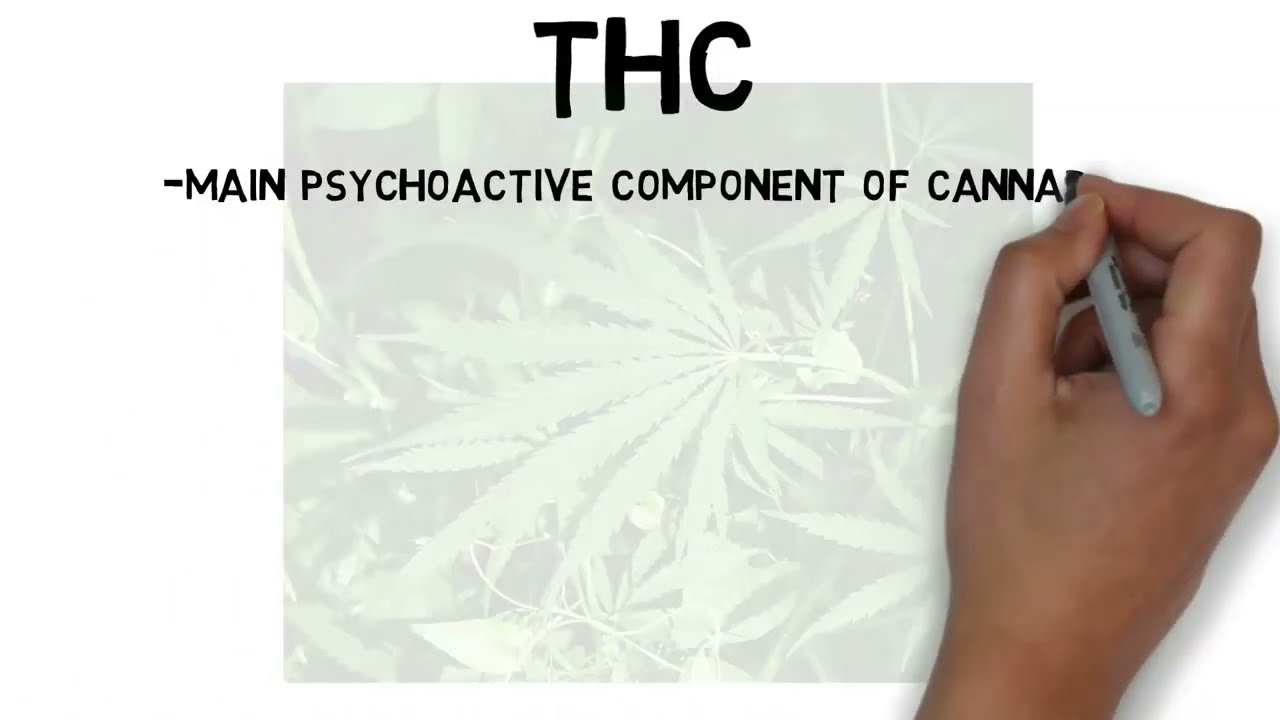 THC Basics - 2 Minute Neuroscience - Kind Cannabis Basics 101