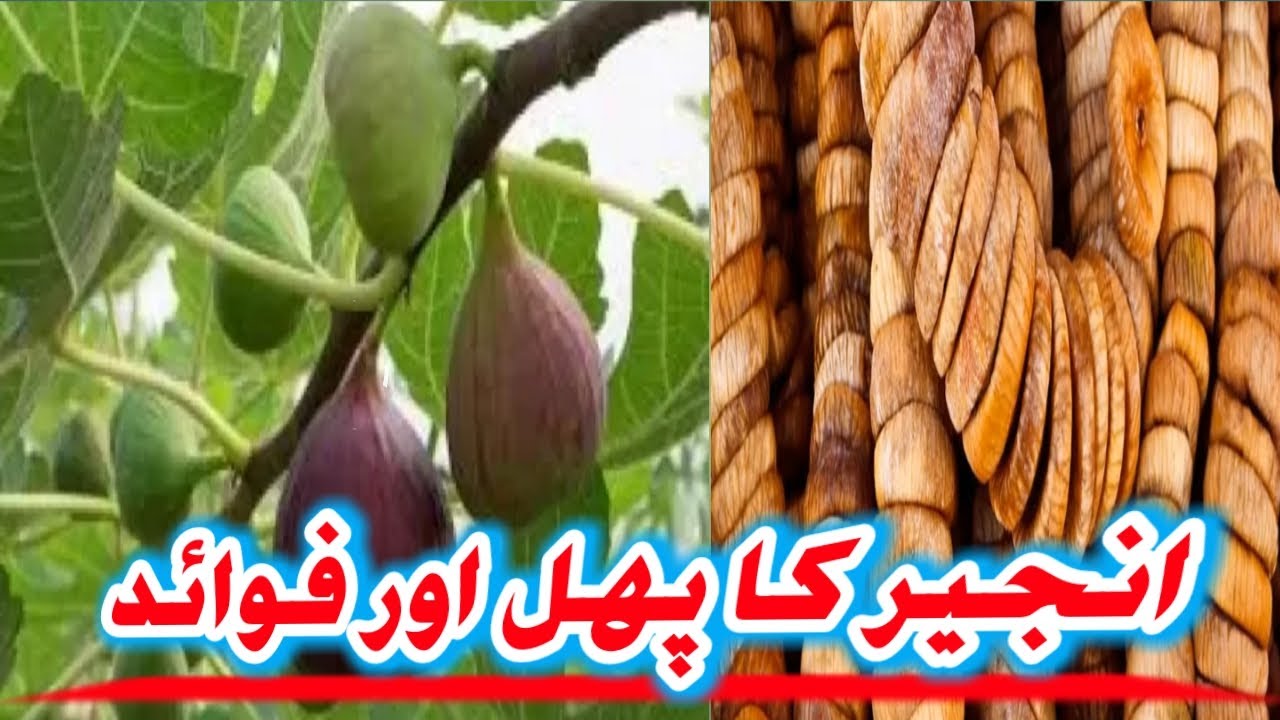 How To Eat Anjeer Amazing Benefits Of Anjeer (Fig) How To Grow & Care Fig Plant Dry Fig