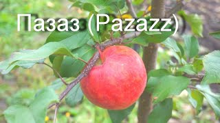 Пазаз Pazazz - Новый Сорт Яблони