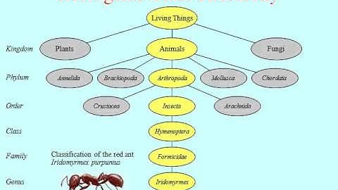 Programming by Example