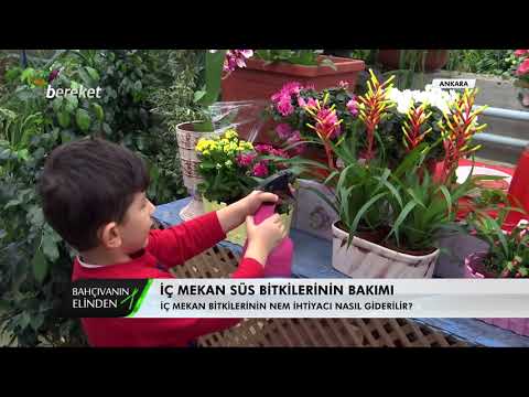 Video: Avize Bitki Bakımı - Kalanchoe Delagoensis Nasıl Yetiştirilir