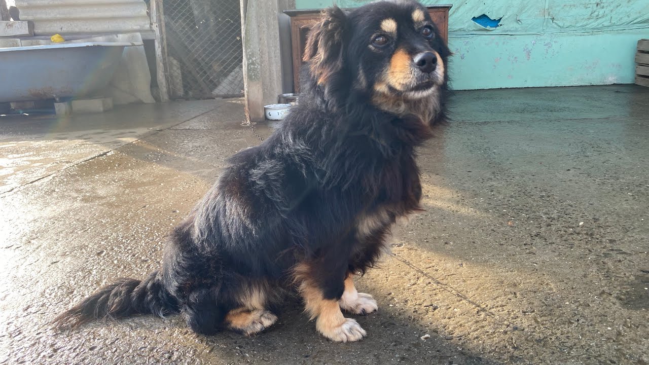 Знайомтеся ближче — наш песик Мішка 🐶