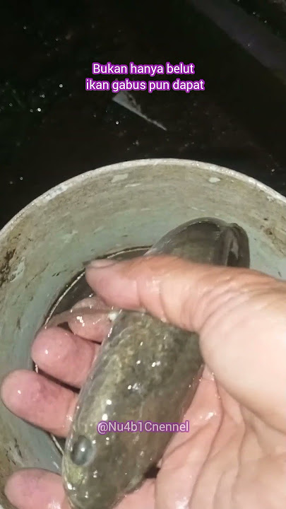 Ikan gabus #ikan #belut #ikangabus #ikangabusrawa #ngobor #ngoborikan #shorts #fyp #fypシ゚viral