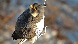 Great Spirit Bluff Falcons. Peregrine Falcon in sight - explore.org 02-11-2023