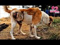 Rescued Poor Dog with Giant Tumor wandering in the street.