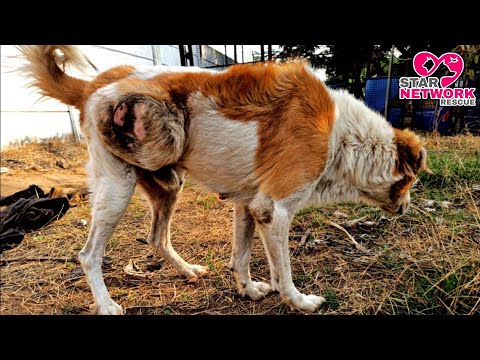 Vídeo: Tumor De L'ull En Gossos