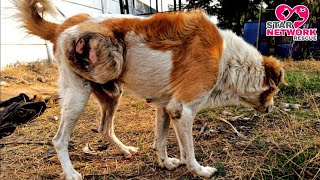 Rescued Poor Dog with Giant Tumor wandering in the street.