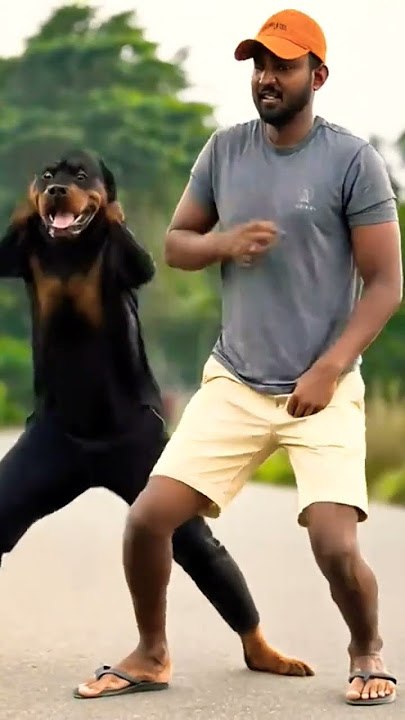 අඩෝ බොසා😂😁#rottweiler #嗡嗡嗡 #pets #rottweilerdog #trendingshorts #ytviral