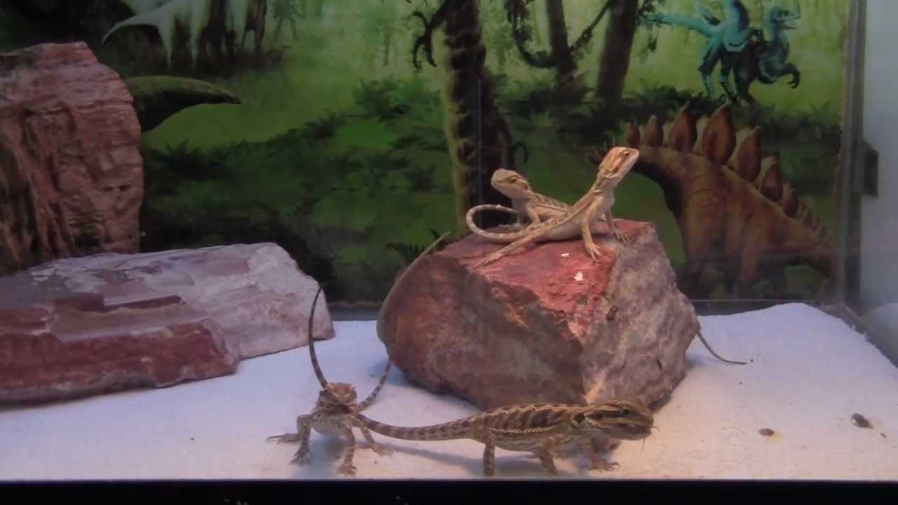 yumiko Baby Bearded Dragons!