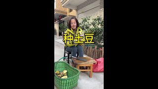 种土豆的时间到了，没地的朋友可以种花盆，希望可以结好多，千万别错过了#种土豆#我的小菜园#自己种的纯天然的绿色蔬菜 #田园生活 #种菜小技巧DOU+小助手